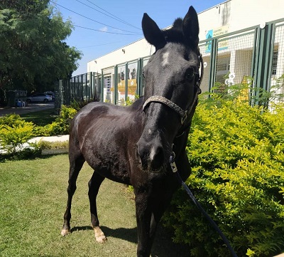 #PraCegoVer: Fotografia do cavalo Kobe. Ele tem a cor preta